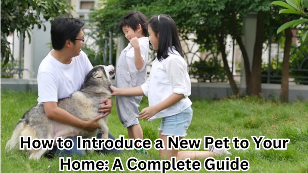 Introduce a New Pet