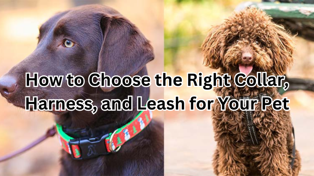 Right Collar, Harness, and Leash for Your Pet