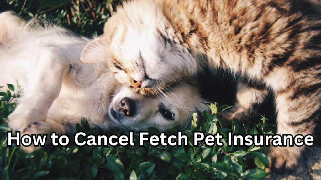 How to Cancel Fetch Pet Insurance