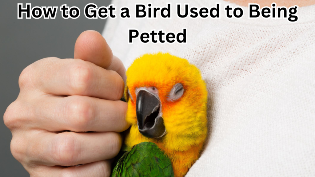 How to Get a Bird Used to Being Petted