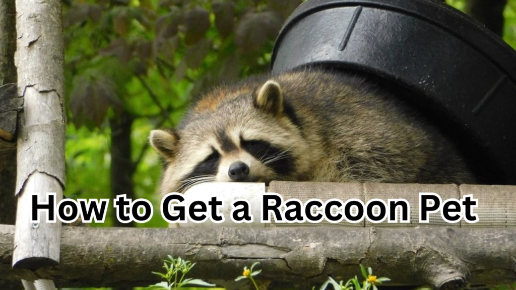 How to Get a Raccoon Pet