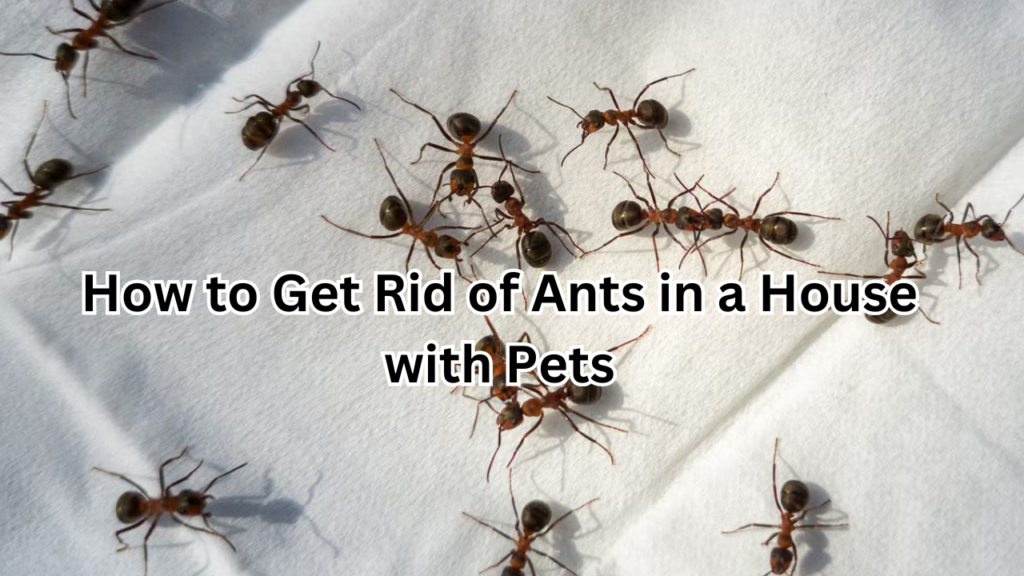 How to Get Rid of Ants in a House with Pets