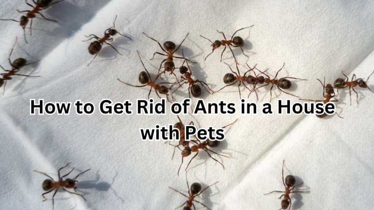 How to Get Rid of Ants in a House with Pets